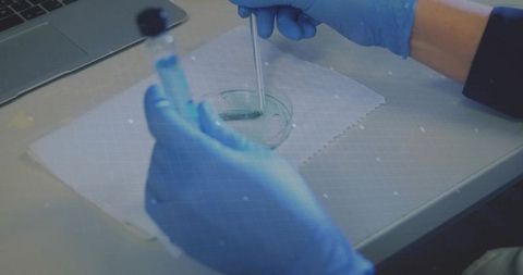 Researcher transferring blue solution into petri dish with pipette
