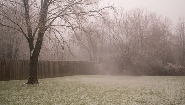 Misty frosted backyard with bare trees and wooden fence, winter suburban quiet scene