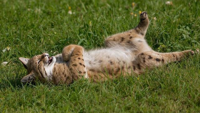 Playful tabby cat rolling and stretching on sunlit meadow showing belly
