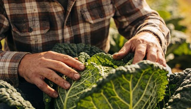 Tending Savoy Cabbage with Dirt-Streaked Hands in Sunlit Vegetable Garden