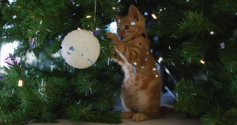 Playful kitten with christmas ornament and falling confetti