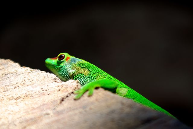 Bright green gecko resting on a wooden surface with natural light highlighting vivid colors. Used for nature-themed content, educational material, wildlife articles, conservation campaigns, or zoo brochures.