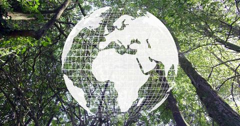Semi-transparent globe overlaying sunlit forest canopy conveying global sustainability