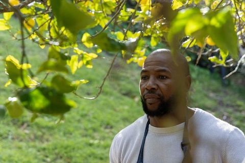 African american man standing under fruit tree on sunlit grassy slope pondering harvest