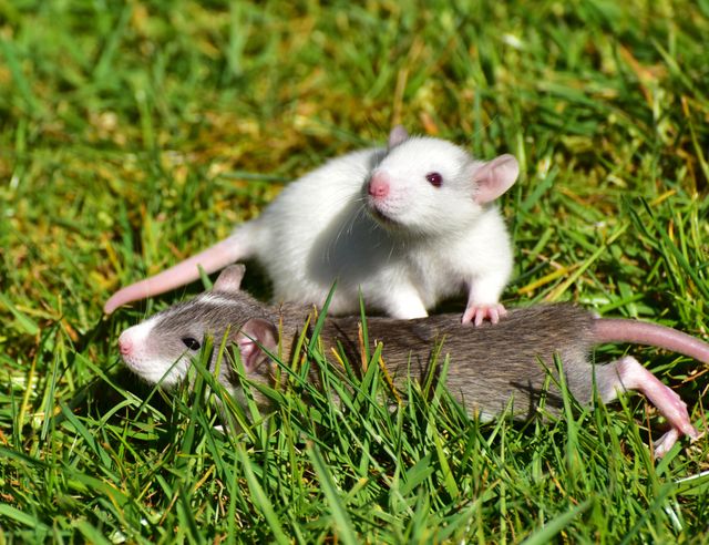 Two adorable baby rats playing together on vibrant green grass are shown. One white rat and one brown and white rat appear curious and playful, creating a heartwarming and cute scene. The photo can be used for themes related to animals, pets, innocence, nature, and friendship, suitable for blogs, educational materials, or pet care websites.