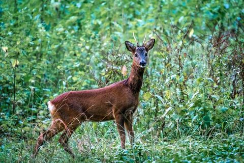 Young Deer Standing in Lush Green Forest Habitat