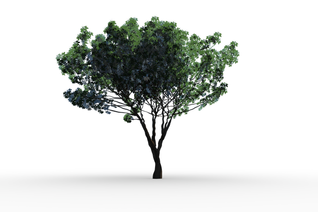 Single Tree Transparent Background Isolated Nature Element - Download Free Stock Videos Pikwizard.com