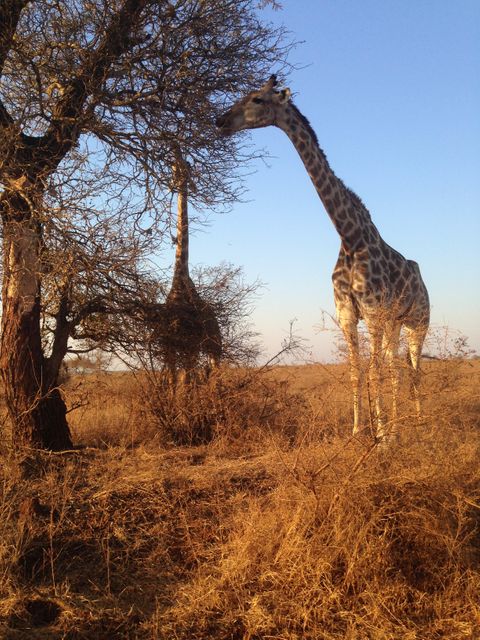 Giraffes feeding on an acacia tree in African savanna during morning light. Tall giraffes are reaching into tree branches for leaves surrounded by dry grasslands under blue sky. Perfect for themes related to African wildlife, safaris, nature photography, outdoor landscapes, animal behavior, and natural habitats.