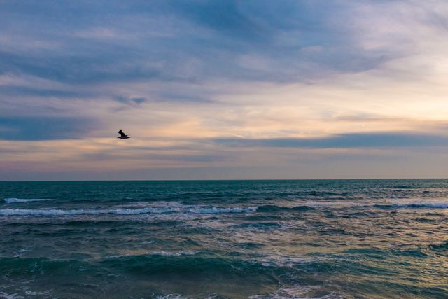 Serene Coastal Sunset with Bird Soaring Over Ocean - Download Free Stock Photos Pikwizard.com