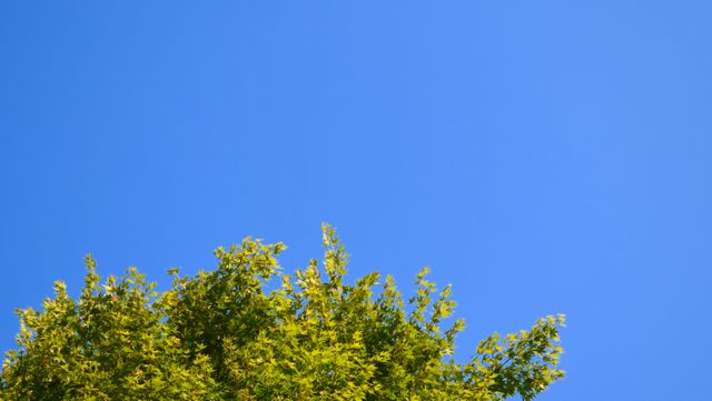 Green tree top against clear blue sky creating a vibrant contrast. Ideal for backgrounds in nature themes, showcasing environmental beauty, promoting outdoor activities, or emphasizing fresh and clean air.