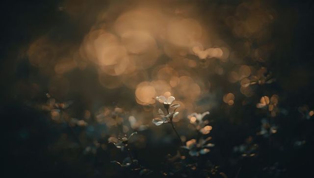 Golden backlit wildflower catching warm bokeh light at dawn macro close-up, serene botanical mood