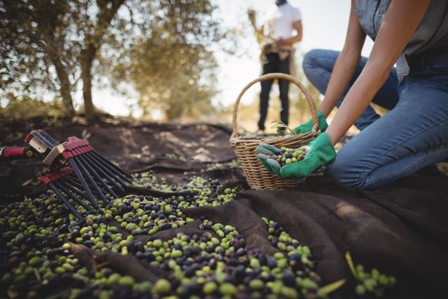 Woman collecting olives with a basket on a farm. She is wearing gloves and crouching on the ground, gathering olives. A man is visible in the background. This image can be used for topics related to agriculture, organic farming, rural life, and harvesting produce.