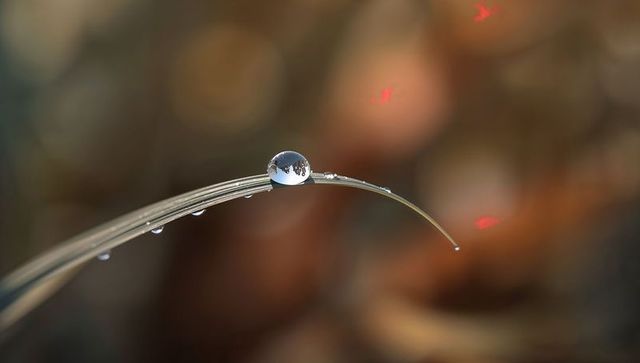 Dew Droplet Balancing on Curved Grass Blade with Inverted Reflection and Warm Bokeh