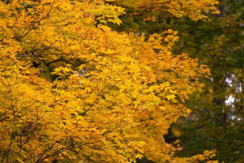Vibrant autumn maple leaves in golden yellow