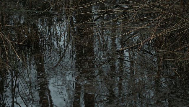 Dark marsh reflecting tree trunks with reed and sedge grass in shallow water