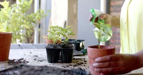Elderly Woman Watering Young Plants at Home - Download Free Stock Images Pikwizard.com