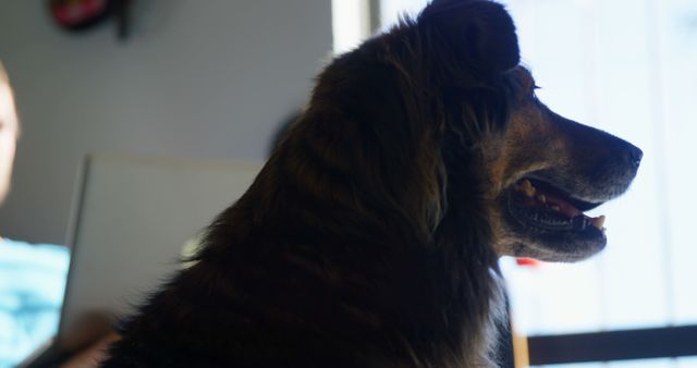 A silhouette of a dog is captured indoors with natural light coming from the window, with copy space. Its profile is highlighted, showcasing the texture of its fur and the outline of its features.