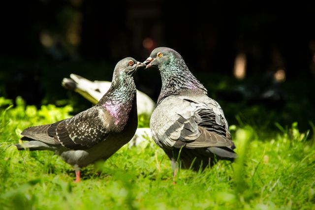 Two pigeons are interacting closely while standing on green grass, illuminated by sunlight. Can be used for themes relating to nature, wildlife observation, bird watching, urban environments, or the beauty of avian behavior.