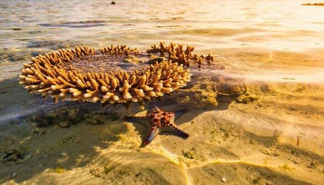 Glowing table coral reflecting golden light with red-knobbed starfish on shallow reef