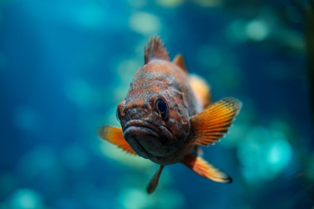 Detailed close-up of a colorful fish swimming underwater providing an engaging look into marine life. Perfect for use in educational materials, marine wildlife presentations, aquarium posters, and nature documentaries.