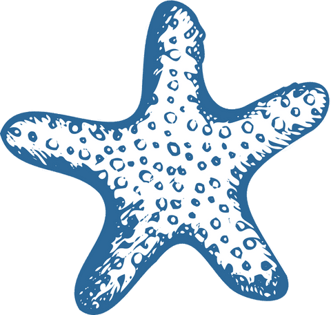 Stylized starfish illustration on transparent background
