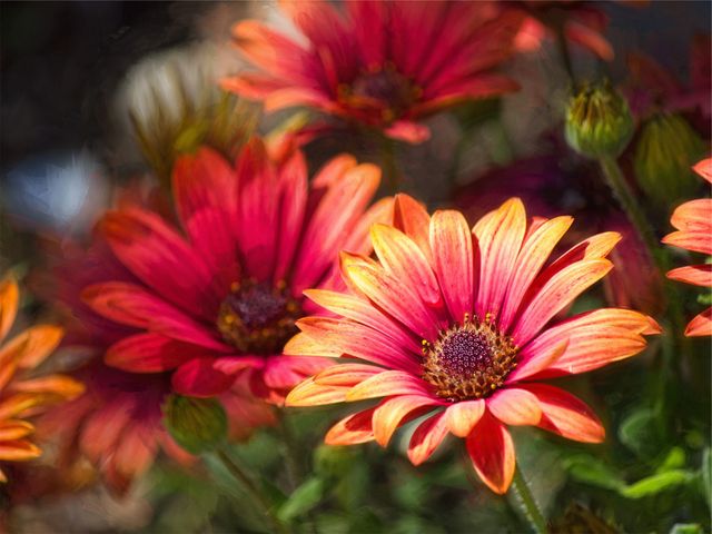 Vibrant Orange and Red Gazania Flowers Blooming in Sunlight - Download Free Stock Photos Pikwizard.com