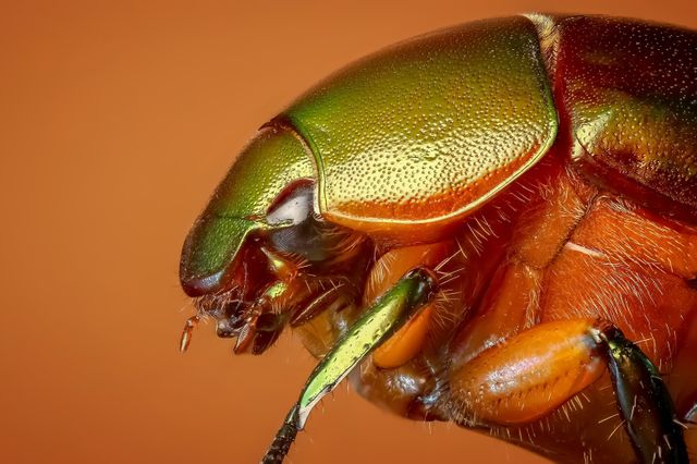 Detailed macro close-up of a golden metallic beetle with vibrant orange background highlights intricate textures and colors. Perfect for use in educational materials, scientific publications, environmental awareness campaigns, or as striking visual art in nature-themed design projects.