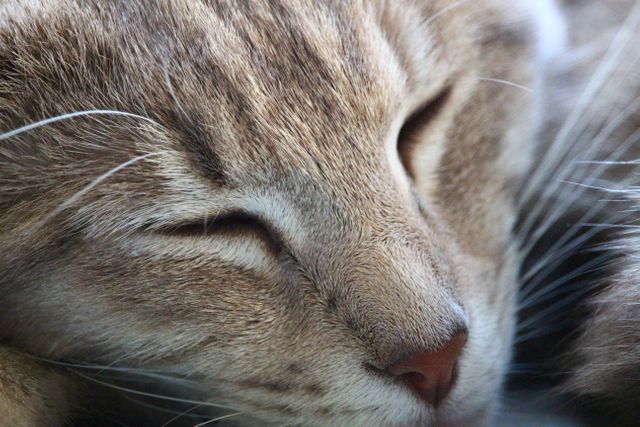 Close-up Sleeping Tabby Cat Showing Whiskers - Download Free Stock Photos Pikwizard.com