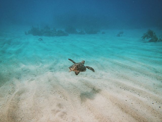 Sea turtle gliding over ocean floor in clear waters highlights marine life beauty. Ideal for articles on marine conservation, environmental awareness, travel websites showcasing snorkeling or scuba diving experiences, or promotional materials for marine life-related activities.
