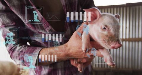 Innovative Farm Technology withHUD Science Interface on Piglet