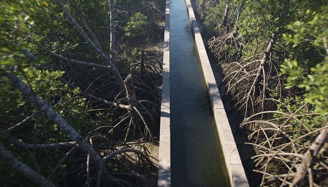 Narrow concrete canal cutting through dense mangrove forest with winding prop roots