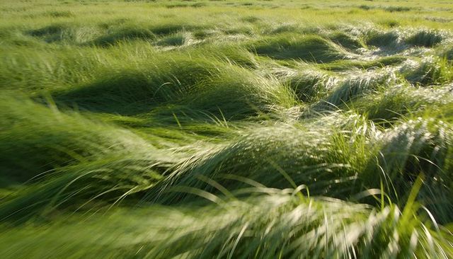 Swaying tall grass meadow with sunlit blades and motion blur texture