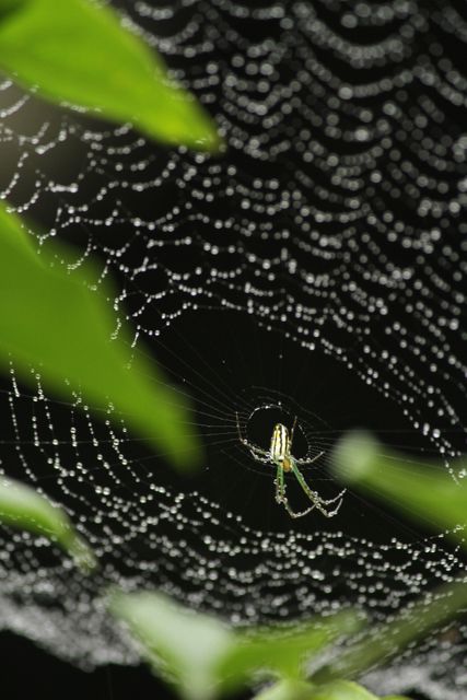 Spider Sitting on Dew-Covered Web Among Leaves in Forest - Download Free Stock Photos Pikwizard.com