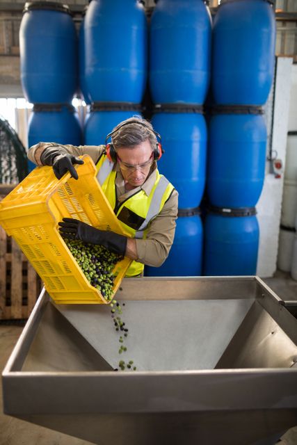 Worker putting harvested olive in machine at factory