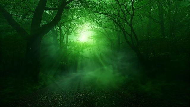 Glowing Emerald Light Casting Beams Through Misty Forest Canopy Over Leaf Path Mystical