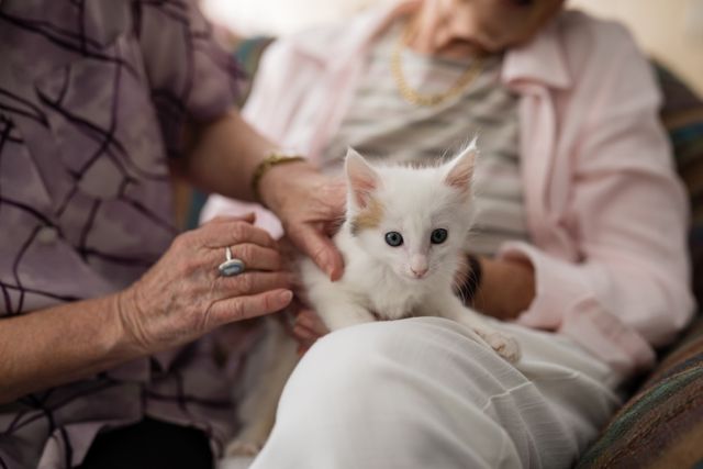 Senior Women Stroking Kitten on Armchair in Retirement Home - Download Free Stock Photos Pikwizard.com