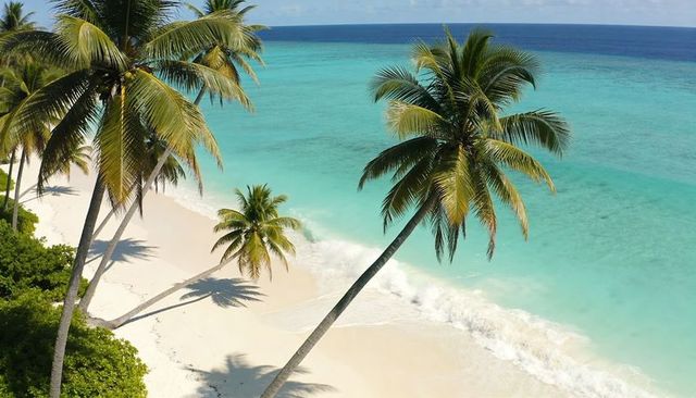 Swaying coconut palms over turquoise tropical beach with white sand and foamy surf