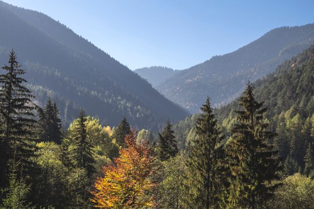 Scenic mountain valley with dense pine trees showcasing brilliant autumn colors under a clear blue sky. Ideal for use in nature magazines, travel brochures, and environmental conservation campaigns to evoke feelings of tranquility and adventure.