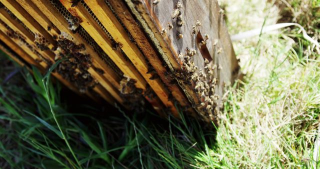 Wooden frames from a beehive housing several bees, seen outdoors in a grassy setting. Perfect for use in beekeeping websites, educational materials about bees and honey production, nature observation guides, or apiology research resources.