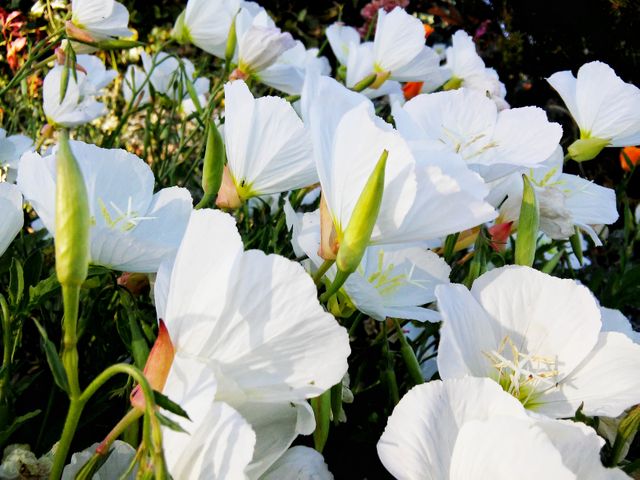 Close-up view of delicate white flowers in full bloom surrounded by green leaves in a garden. Ideal for floral-themed decor, gardening blogs, nature magazines, and botanical studies. This image showcases natural beauty and tranquility, perfect for springtime promotions and eco-friendly campaigns.
