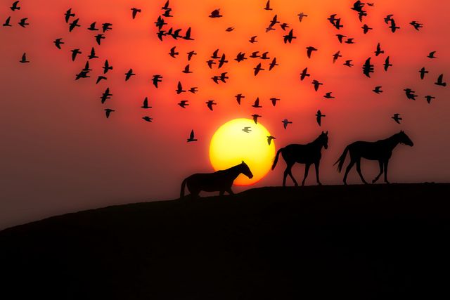Silhouetted horses and birds captured against a stunning sunset. Horses stand on a ridge with the silhouetted sun setting behind them. Birds are flying in the sky creating a beautiful contrast with the orange glow. Ideal for nature-themed designs, studies on tranquility, environmental campaigns, and sunset photography collections.