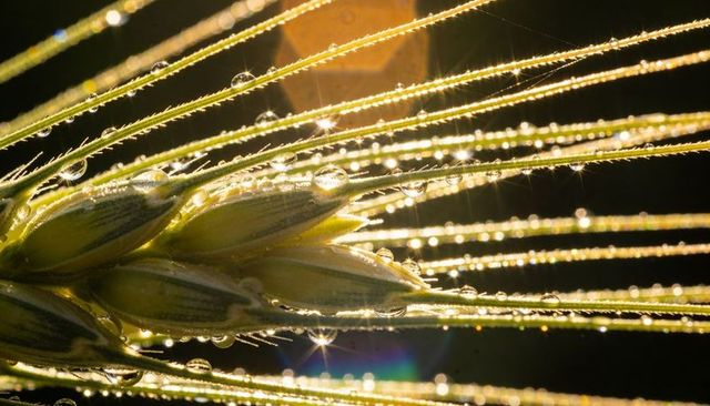 Backlit wheat spikelet cluster glowing with dew droplets and sun flare in morning meadow