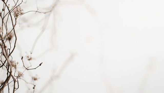 Minimalist twining vines with pale buds on bright high-key sky, ample copy space
