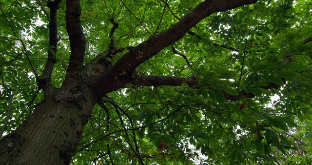 The image shows an upward view of a tree with a broad, green canopy. It highlights the intricate branches supporting the verdant leaves. This photo is perfect for themes related to nature, environmental conservation, natural landscapes, and outdoor activities. It can be used in articles, websites, advertisements, or social media posts focusing on nature, tranquility, and green spaces.