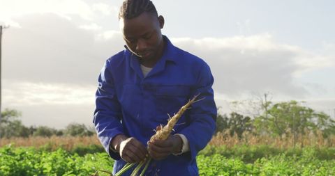 African Farmer Harvesting Parsnip in Organic Field