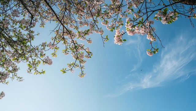 Soft pink cherry blossom branches arching against clear azure spring sky