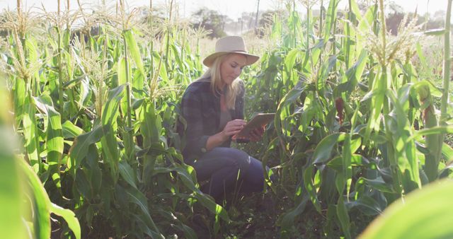 Female Farmer Using Digital Tablet in Corn Field - Download Free Stock Images Pikwizard.com