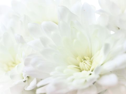 White Chrysanthemum Blooms with Soft Petals