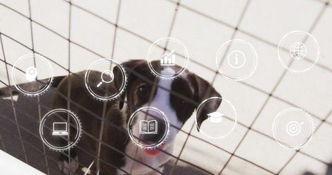 Peering black-and-white puppy through wire mesh pen with virtual icons and tiled floor