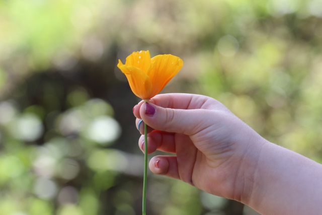 Child holding orange flower outdoors on sunny day, representing innocence and nature. Ideal for spring or summer-themed designs, educational materials about nature, children's books, or inspirational content.